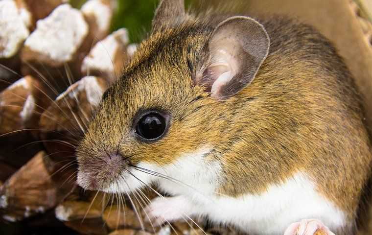 field mouse chewing on a pinecone